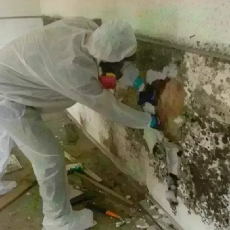 Mold Remediation and Removal in Forest Lake, IL